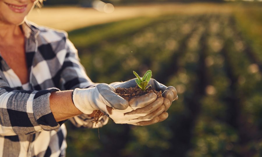 Artichoke is in hands. Woman is on the agricultural field at daytime.